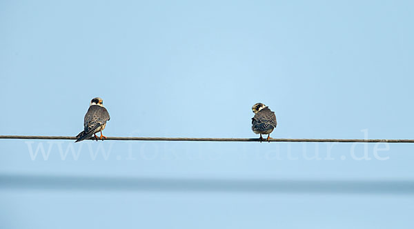 Rotfußfalke (Falco vespertinus)