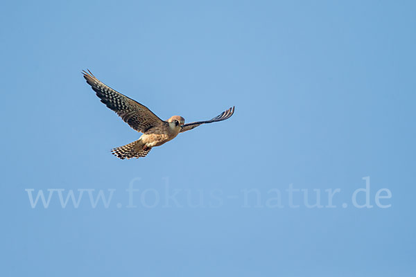 Rotfußfalke (Falco vespertinus)