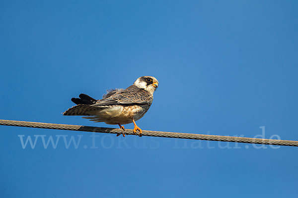 Rotfußfalke (Falco vespertinus)