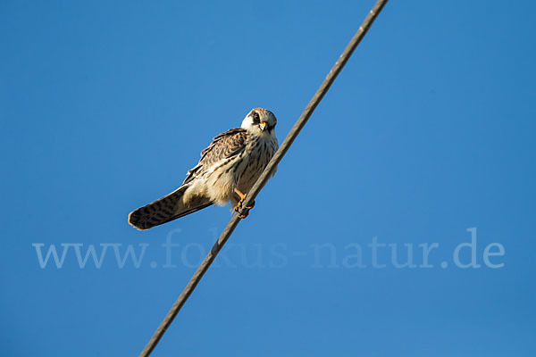 Rotfußfalke (Falco vespertinus)