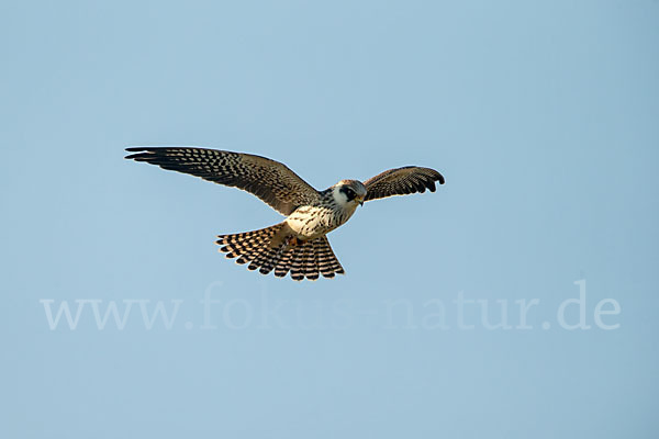 Rotfußfalke (Falco vespertinus)