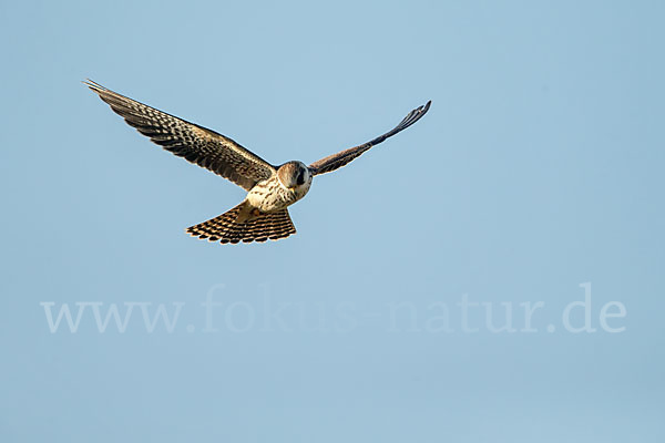 Rotfußfalke (Falco vespertinus)