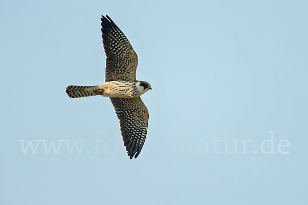 Rotfußfalke (Falco vespertinus)