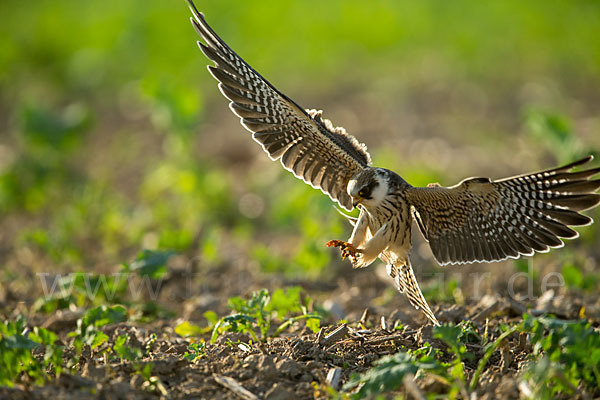 Rotfußfalke (Falco vespertinus)