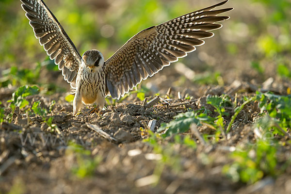 Rotfußfalke (Falco vespertinus)