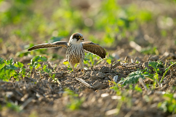 Rotfußfalke (Falco vespertinus)