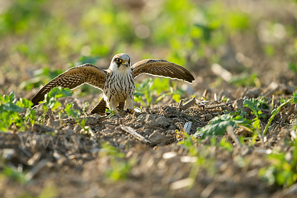 Rotfußfalke (Falco vespertinus)