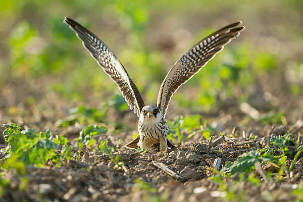 Rotfußfalke (Falco vespertinus)