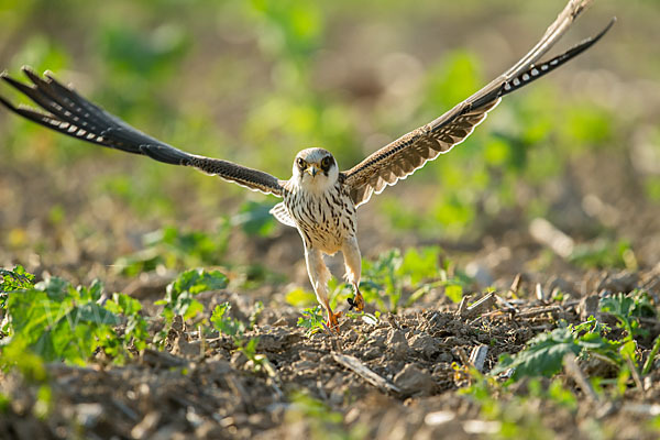 Rotfußfalke (Falco vespertinus)