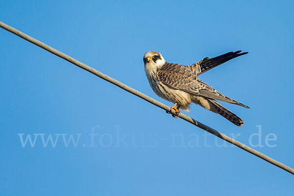 Rotfußfalke (Falco vespertinus)