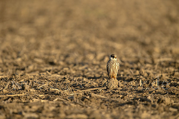 Rotfußfalke (Falco vespertinus)