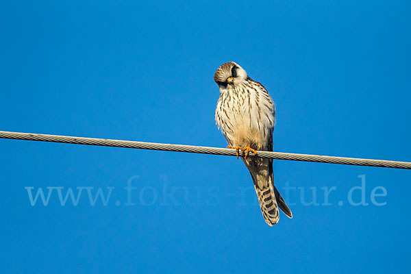 Rotfußfalke (Falco vespertinus)