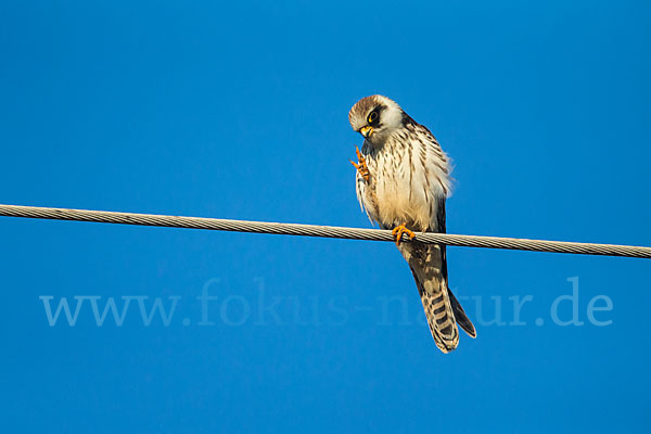 Rotfußfalke (Falco vespertinus)