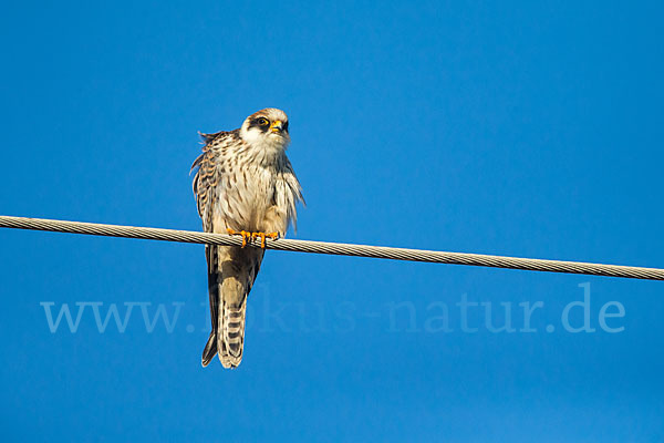 Rotfußfalke (Falco vespertinus)