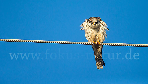 Rotfußfalke (Falco vespertinus)