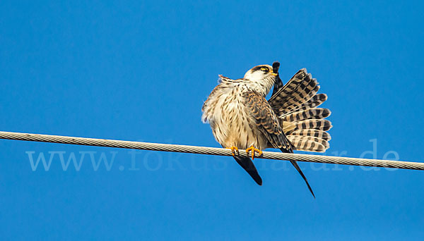 Rotfußfalke (Falco vespertinus)