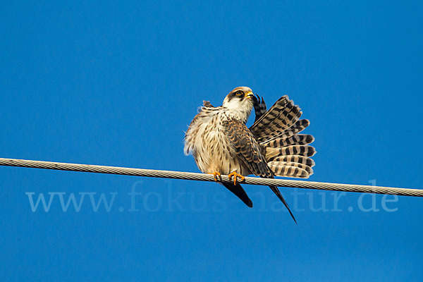 Rotfußfalke (Falco vespertinus)