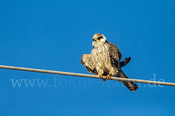 Rotfußfalke (Falco vespertinus)