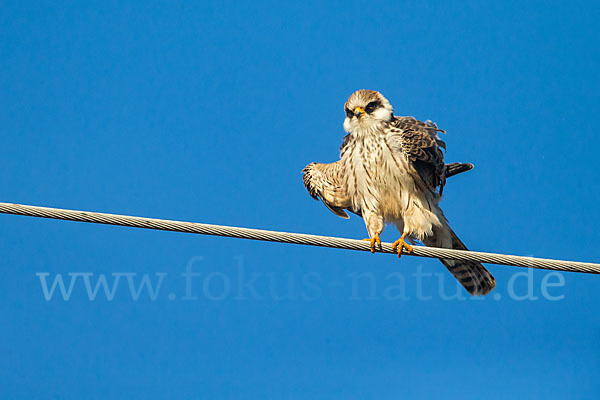 Rotfußfalke (Falco vespertinus)