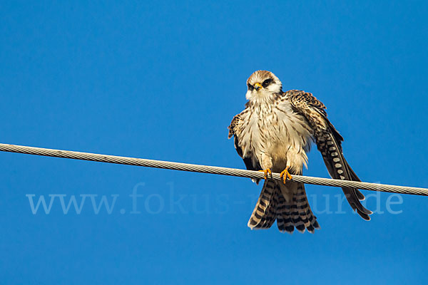 Rotfußfalke (Falco vespertinus)