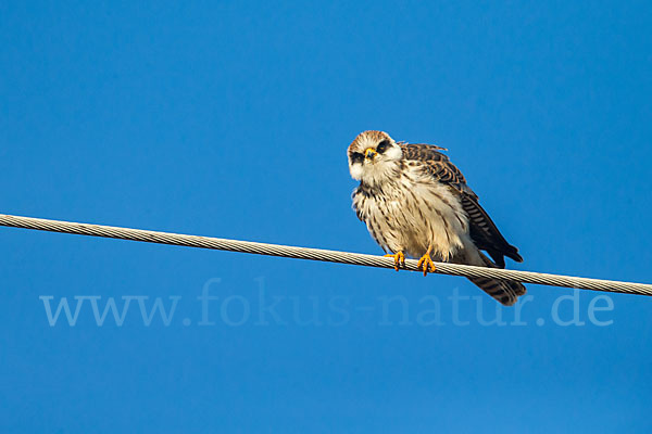 Rotfußfalke (Falco vespertinus)