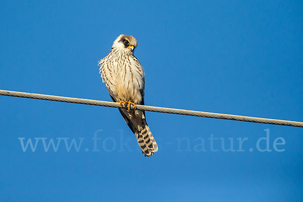 Rotfußfalke (Falco vespertinus)