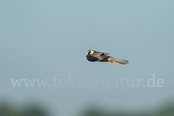 Rotfußfalke (Falco vespertinus)