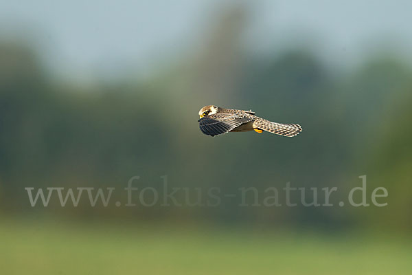 Rotfußfalke (Falco vespertinus)