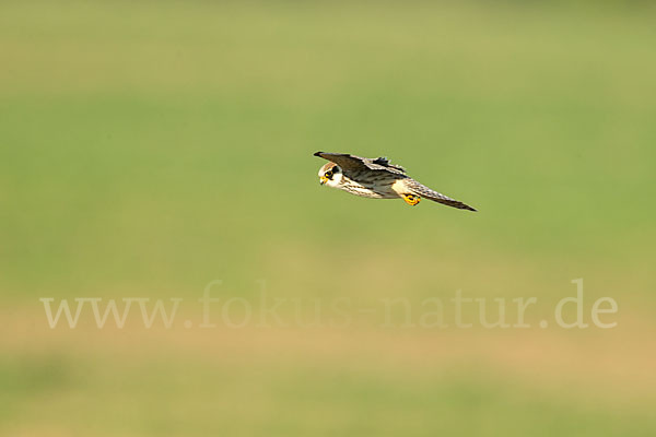 Rotfußfalke (Falco vespertinus)