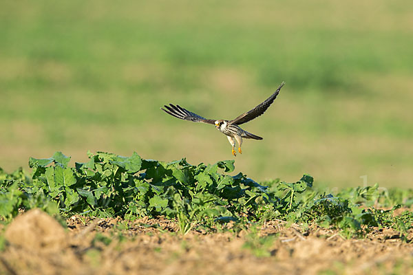 Rotfußfalke (Falco vespertinus)