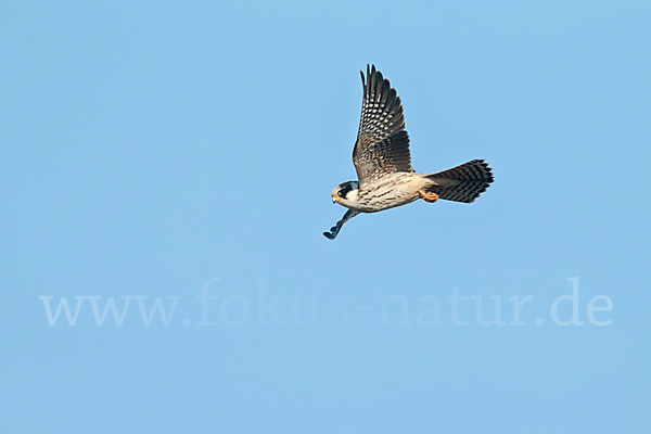 Rotfußfalke (Falco vespertinus)