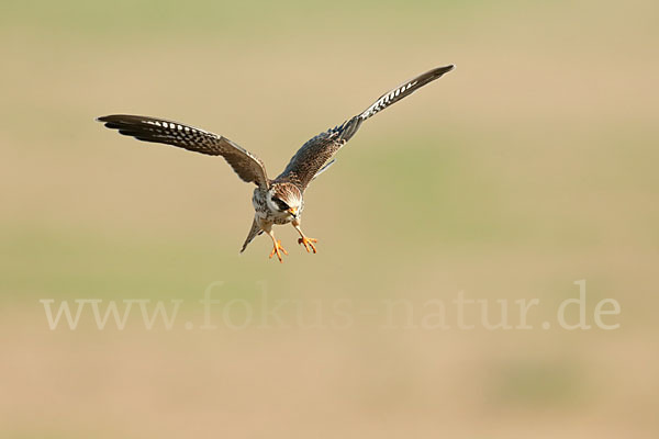 Rotfußfalke (Falco vespertinus)