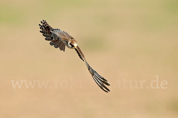 Rotfußfalke (Falco vespertinus)