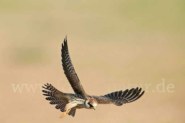 Rotfußfalke (Falco vespertinus)