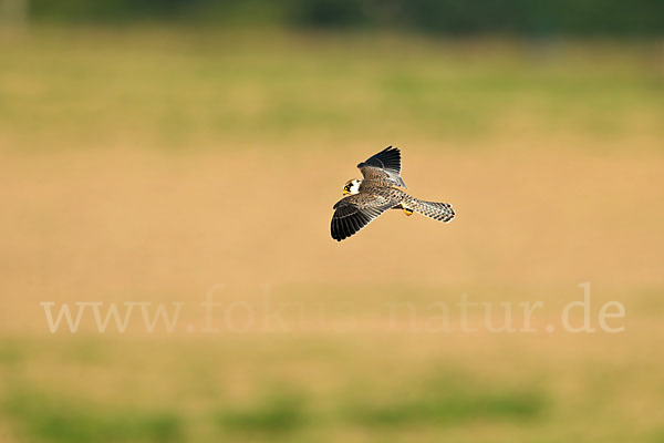 Rotfußfalke (Falco vespertinus)