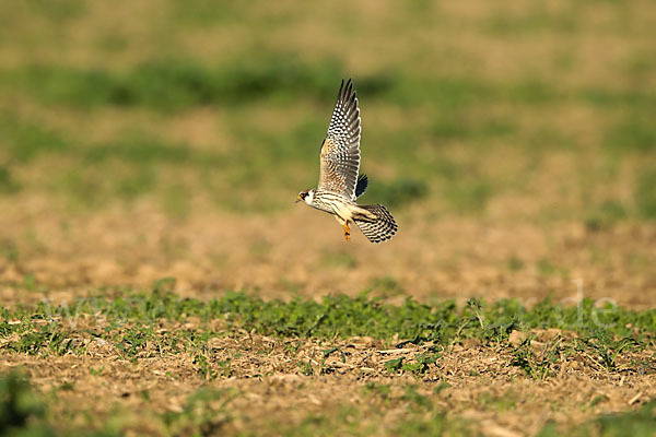 Rotfußfalke (Falco vespertinus)