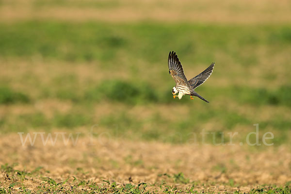 Rotfußfalke (Falco vespertinus)