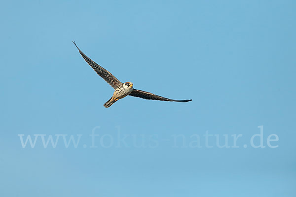 Rotfußfalke (Falco vespertinus)