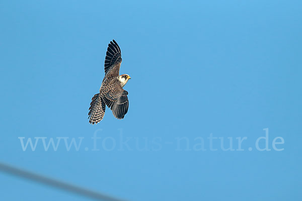 Rotfußfalke (Falco vespertinus)