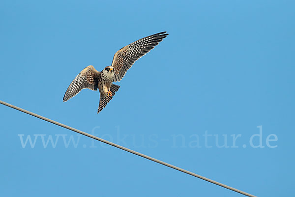 Rotfußfalke (Falco vespertinus)