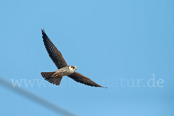 Rotfußfalke (Falco vespertinus)