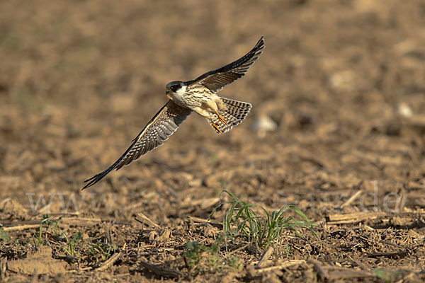 Rotfußfalke (Falco vespertinus)