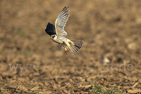 Rotfußfalke (Falco vespertinus)