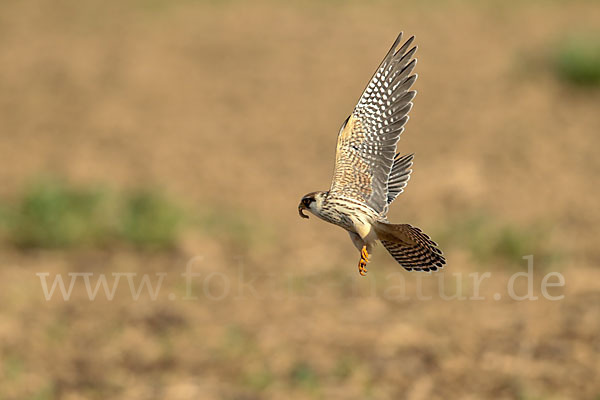 Rotfußfalke (Falco vespertinus)