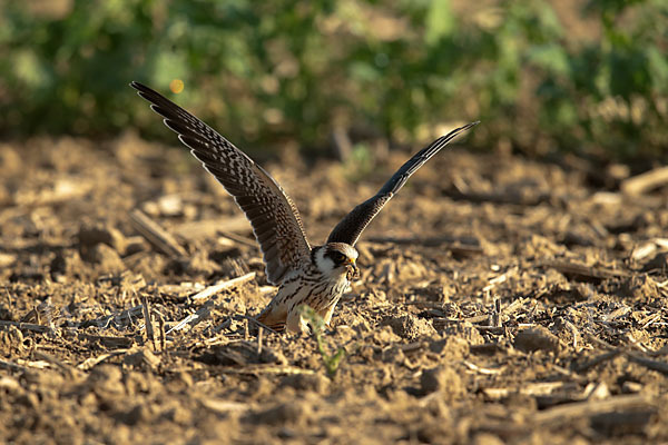 Rotfußfalke (Falco vespertinus)