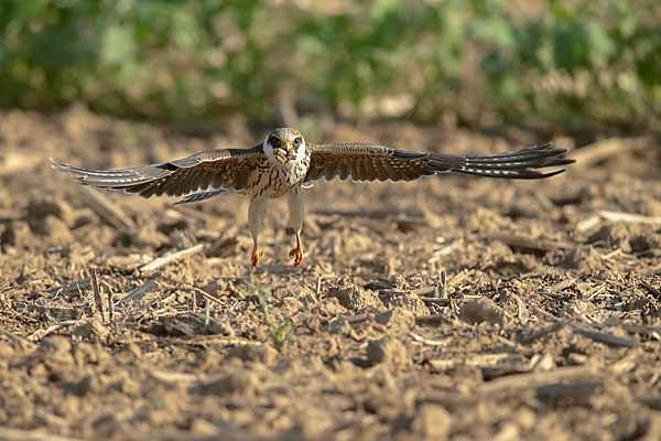 Rotfußfalke (Falco vespertinus)