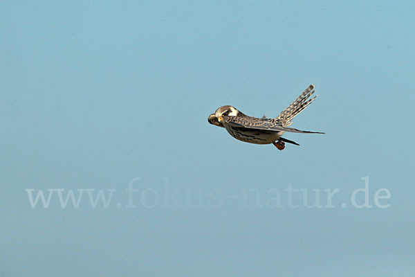 Rotfußfalke (Falco vespertinus)