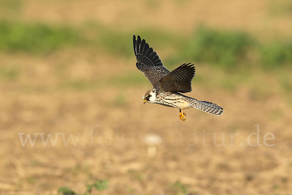 Rotfußfalke (Falco vespertinus)