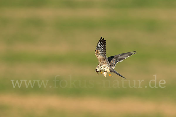 Rotfußfalke (Falco vespertinus)