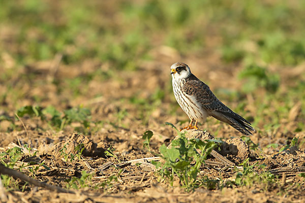 Rotfußfalke (Falco vespertinus)